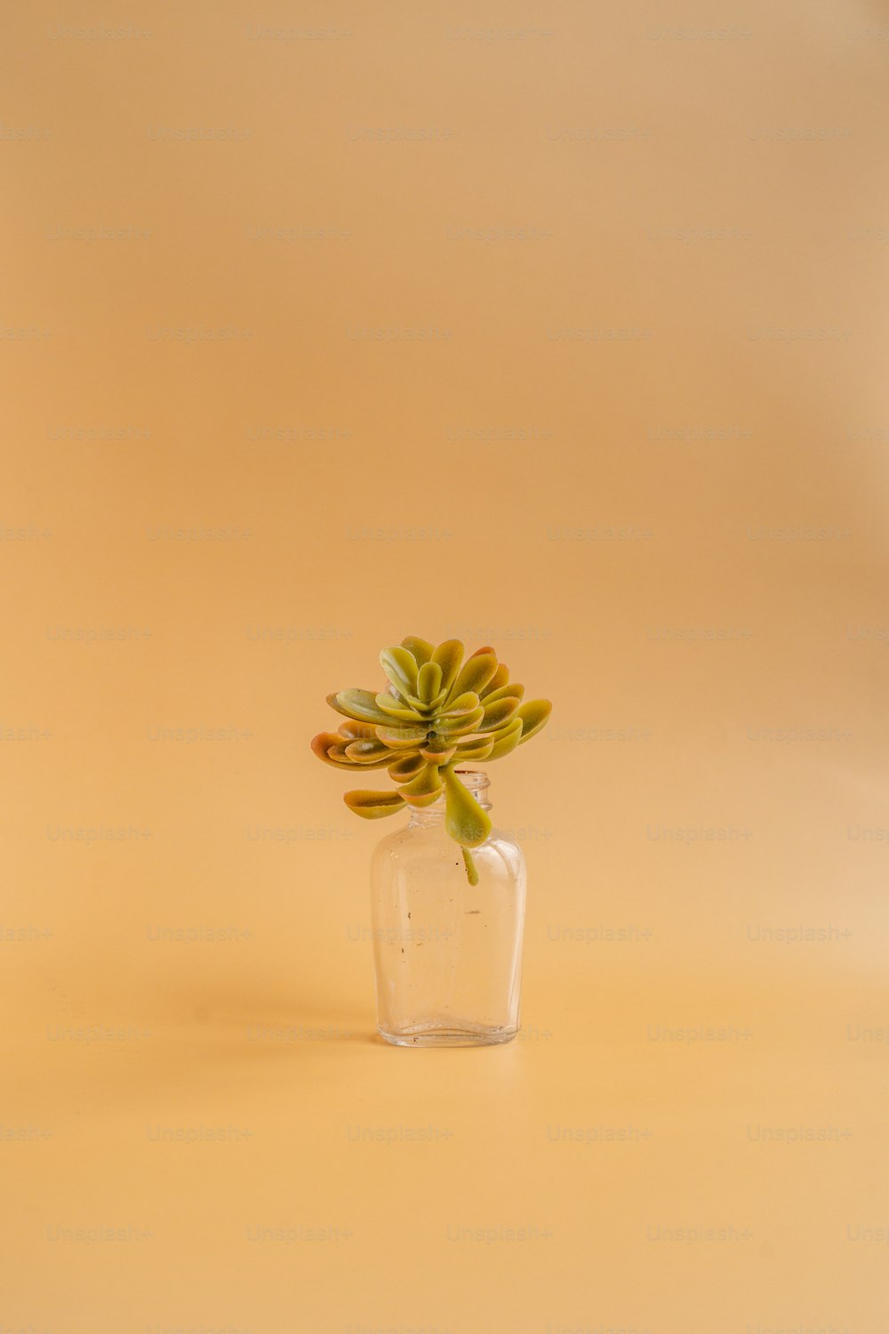 un vaso con fiori