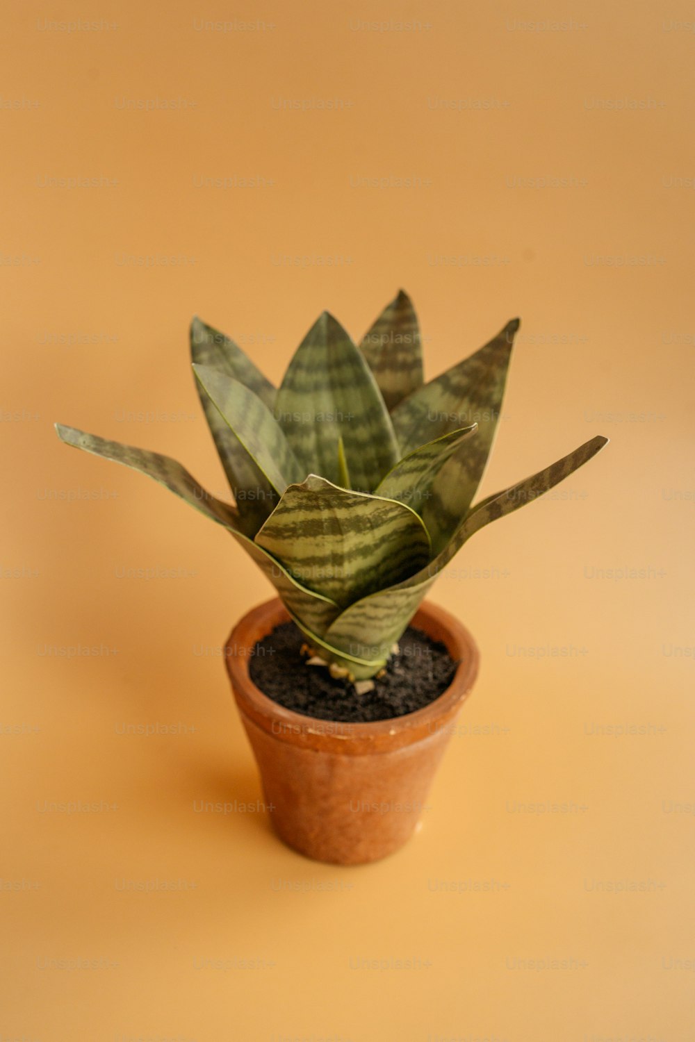 una pianta in vaso