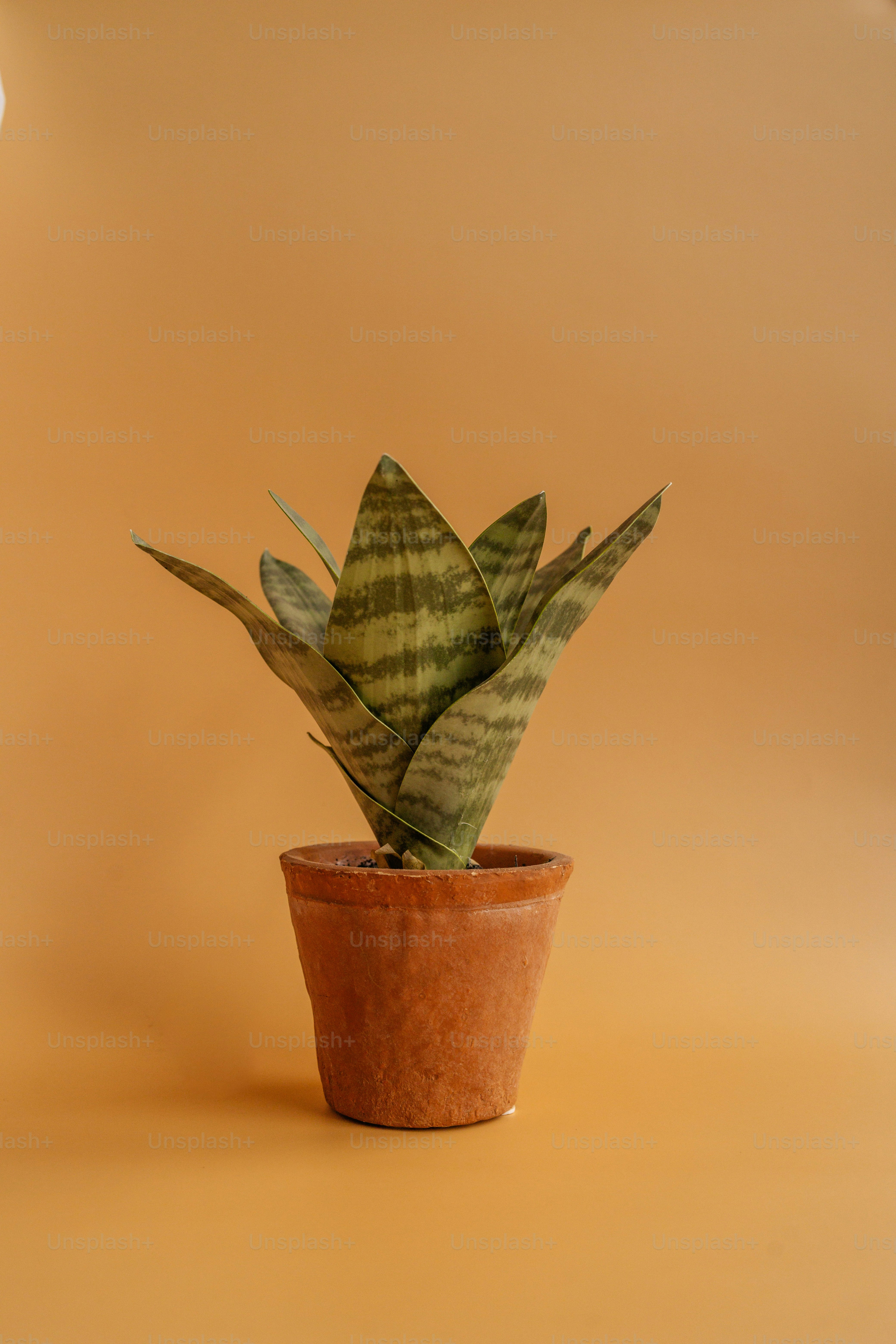 Eine Pflanze im Topf