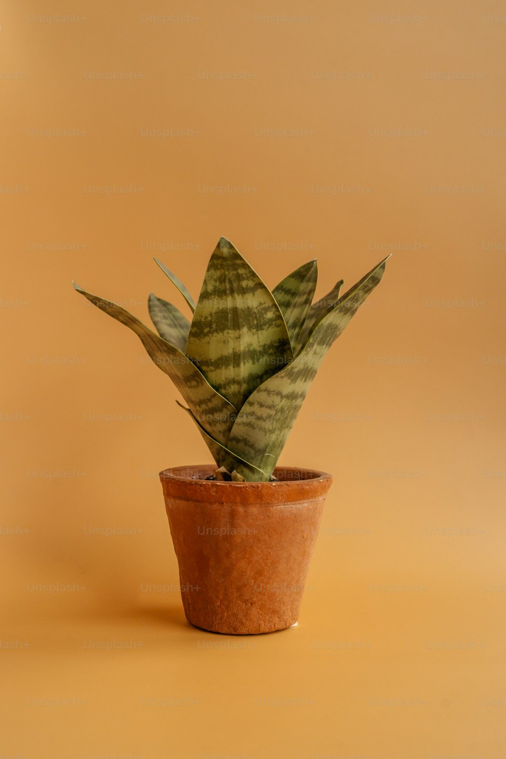 une plante en pot
