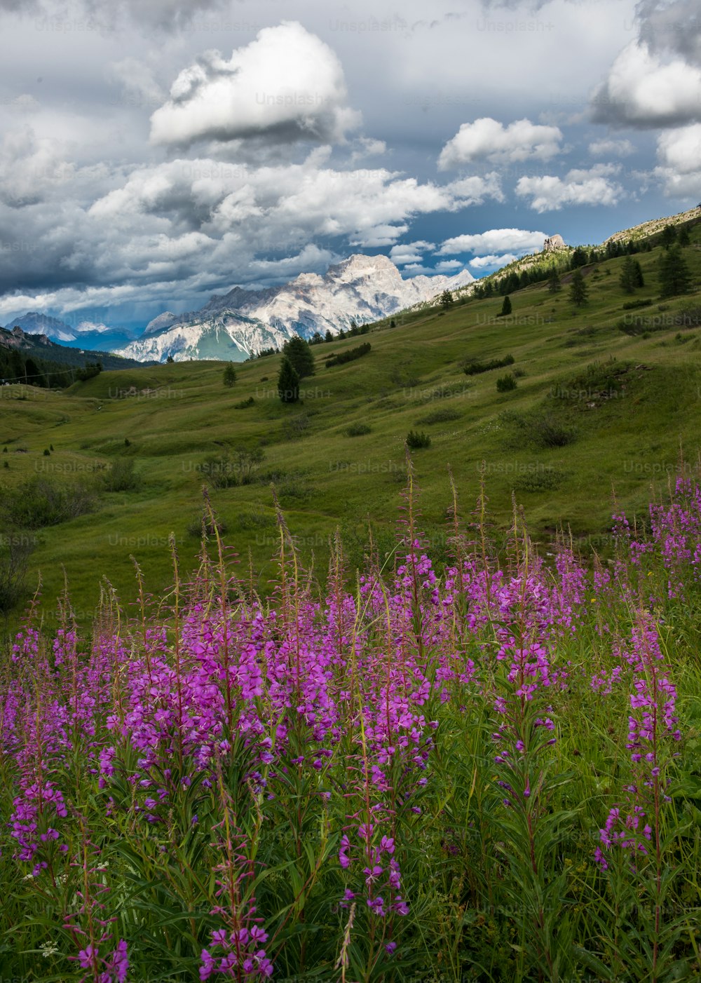 a field of flowers with mountains in the background