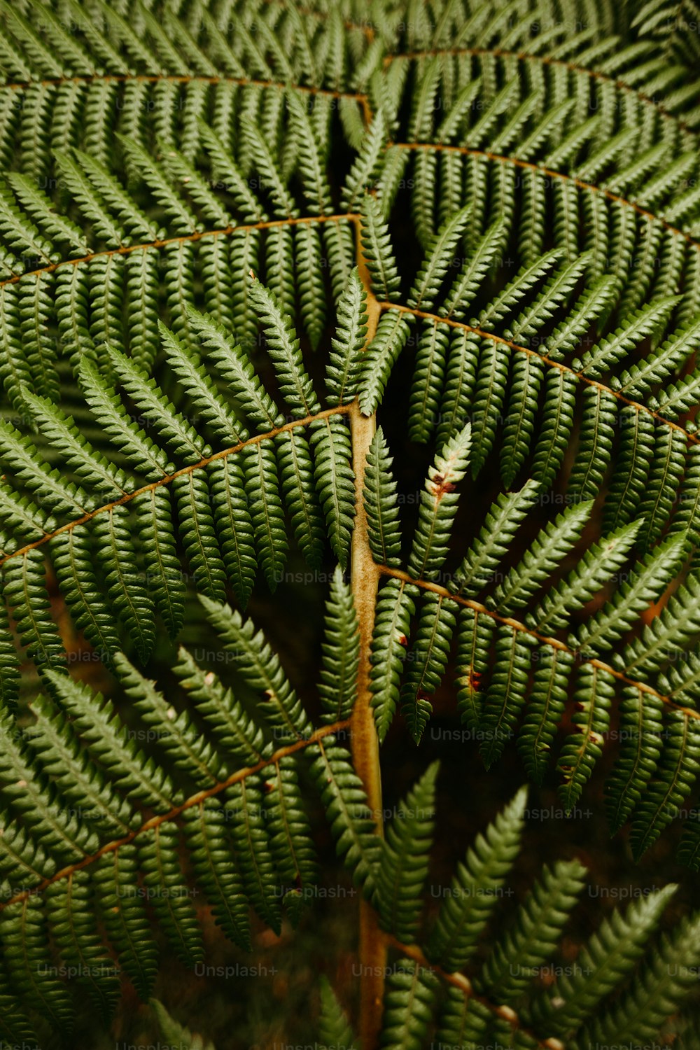 um close up de uma planta