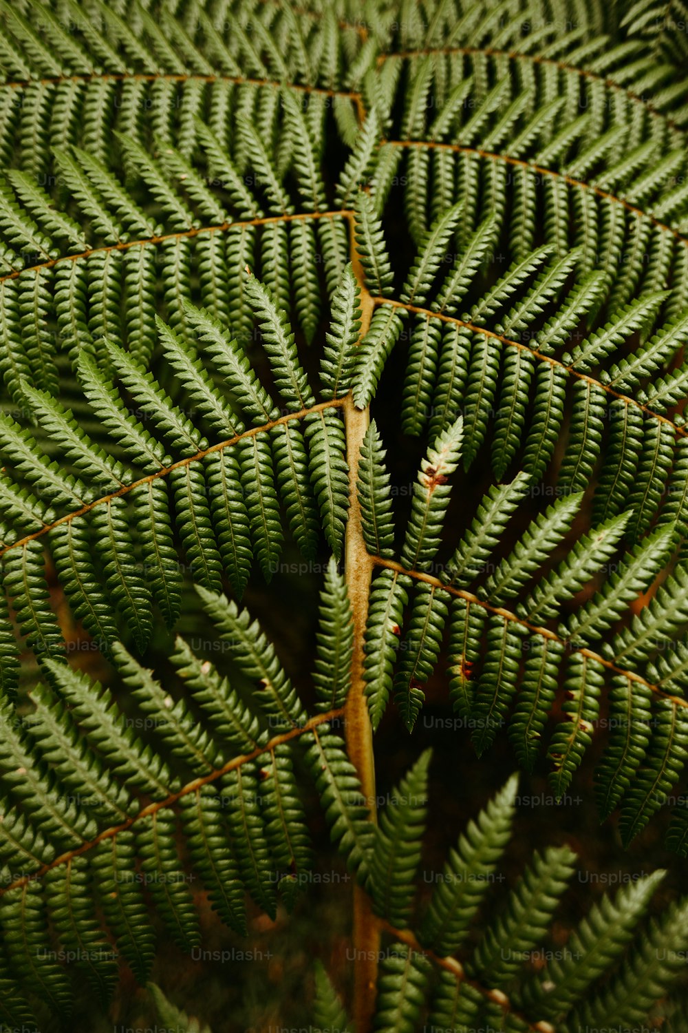 a close up of a plant