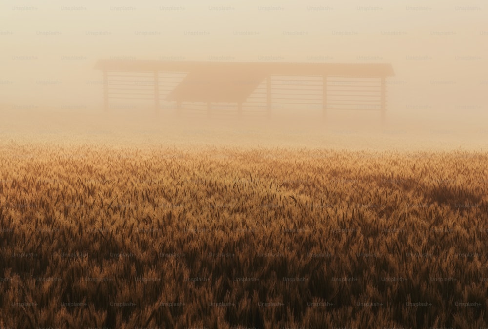 a field of brown grass