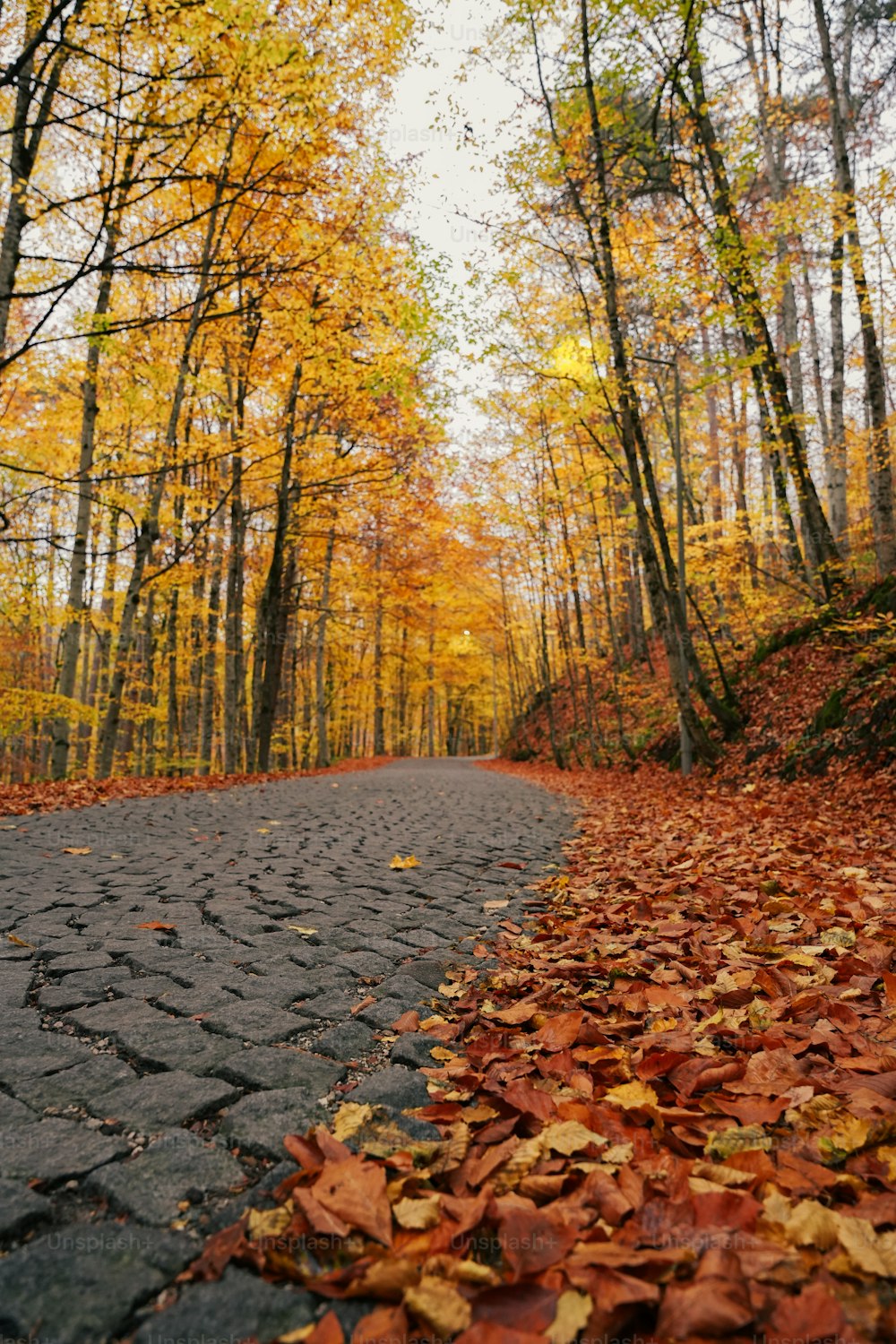 uma estrada com folhas ao lado