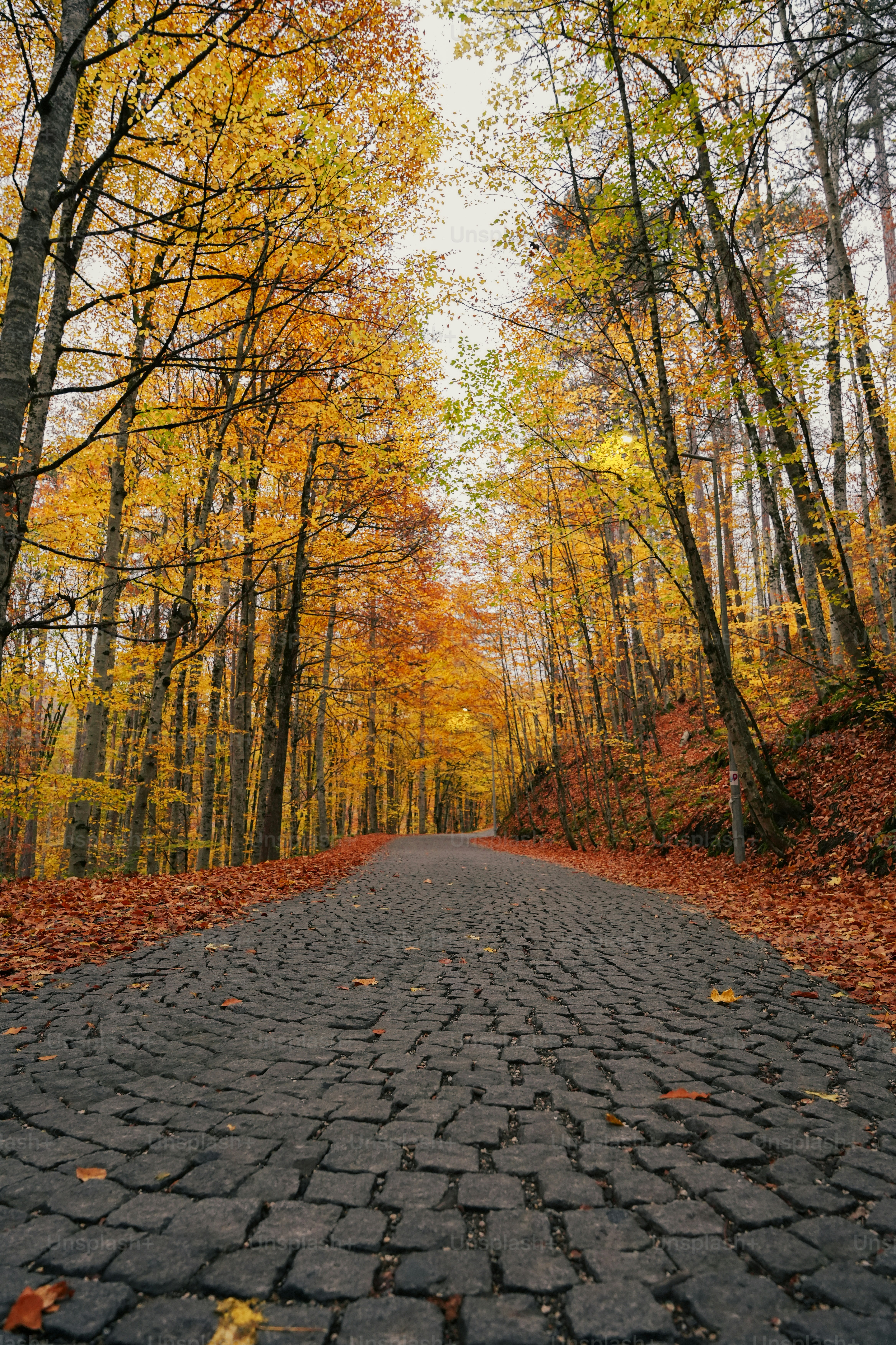 a stone path with trees on either side of it