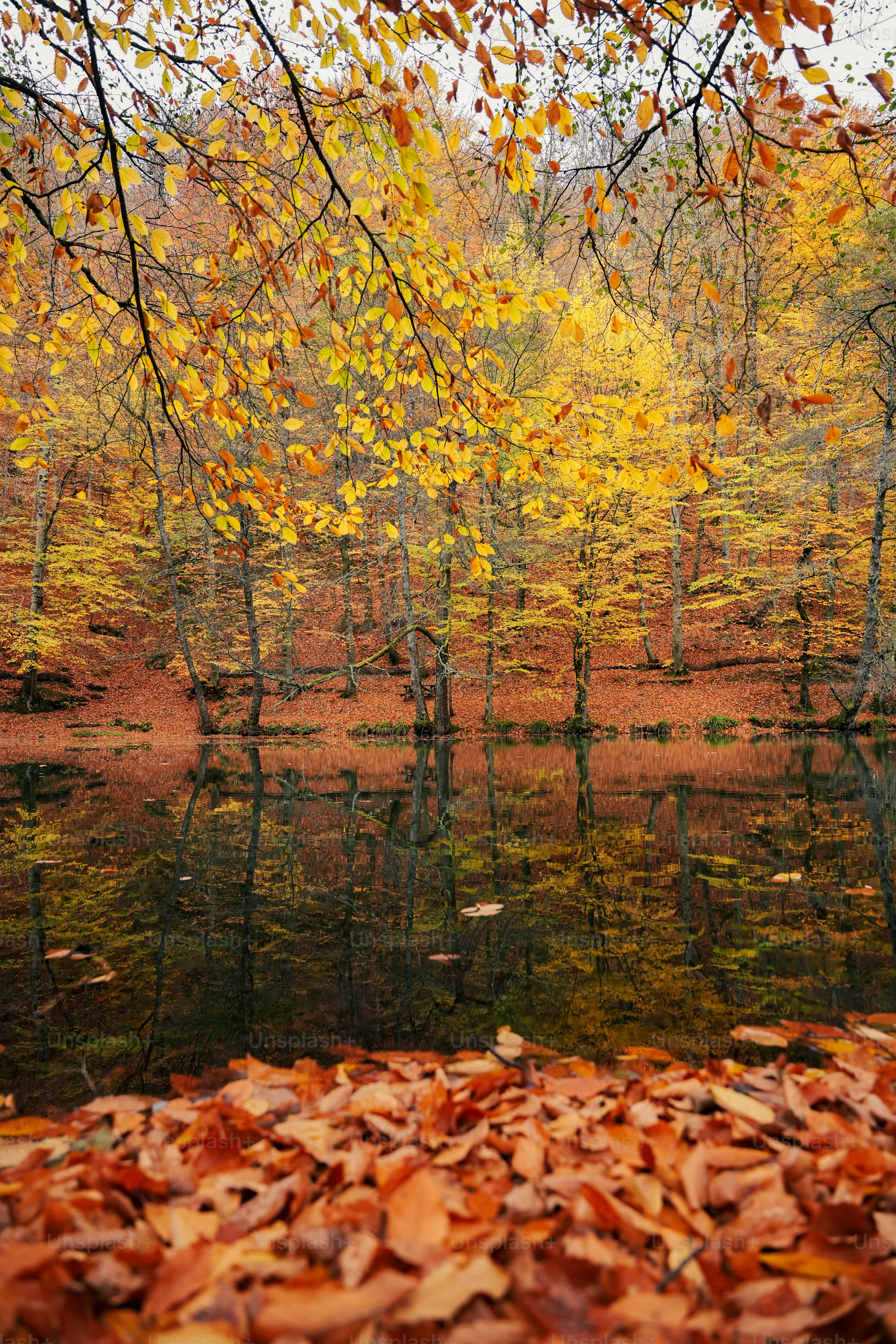 A group of trees with yellow leaves photo – Autumn Image on Unsplash