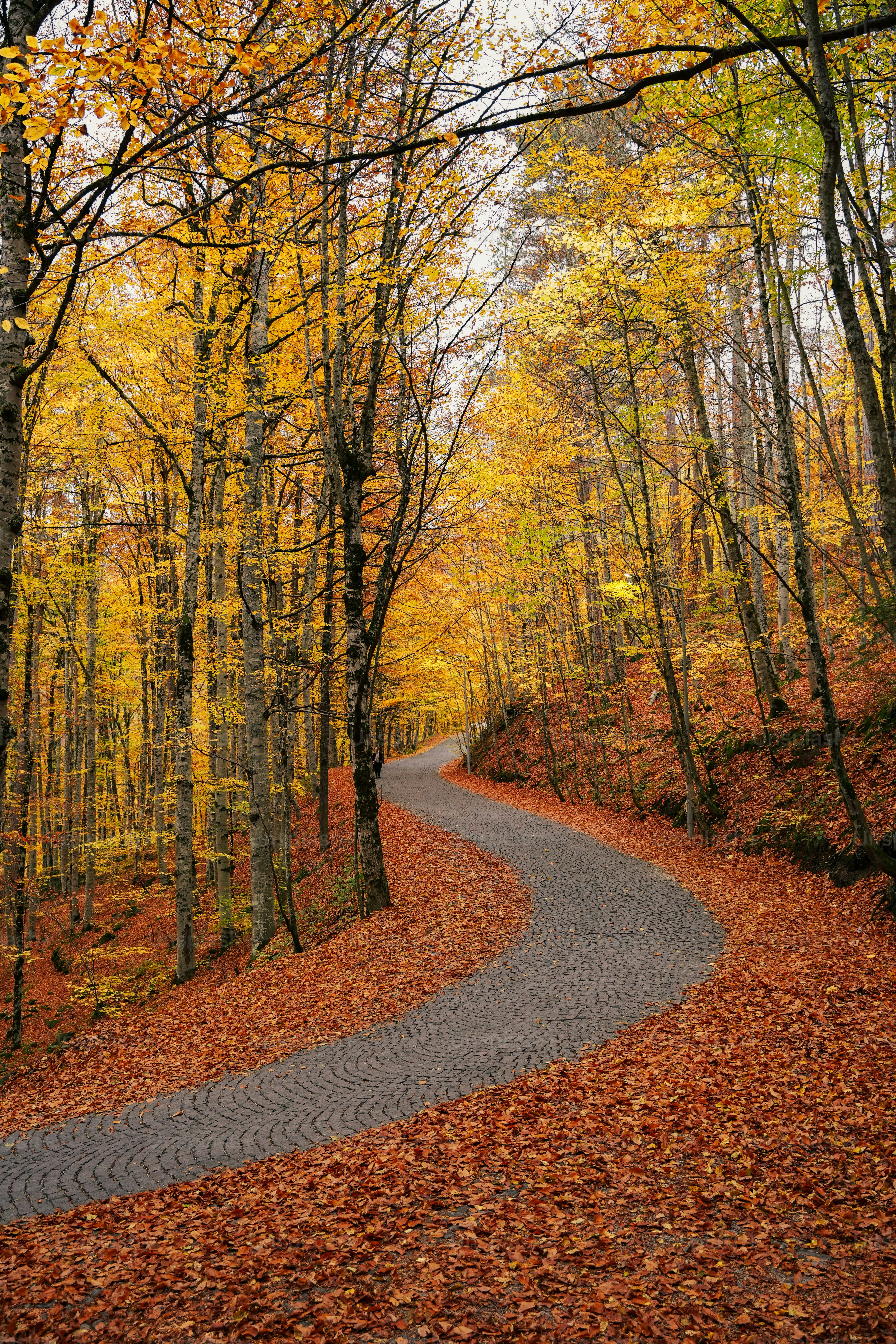 a road with yellow leaves on the sides