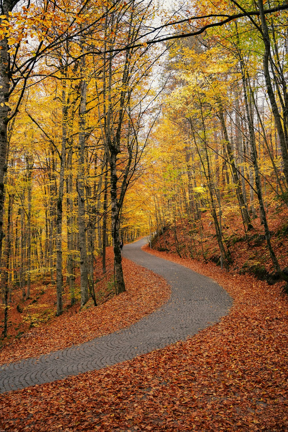 Une route avec des feuilles jaunes sur les côtés