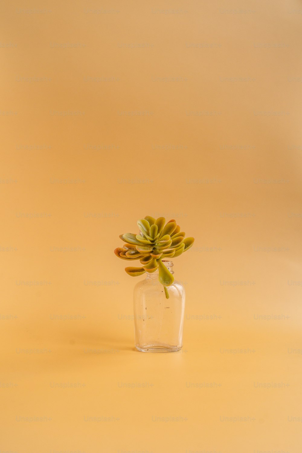 a vase with yellow flowers