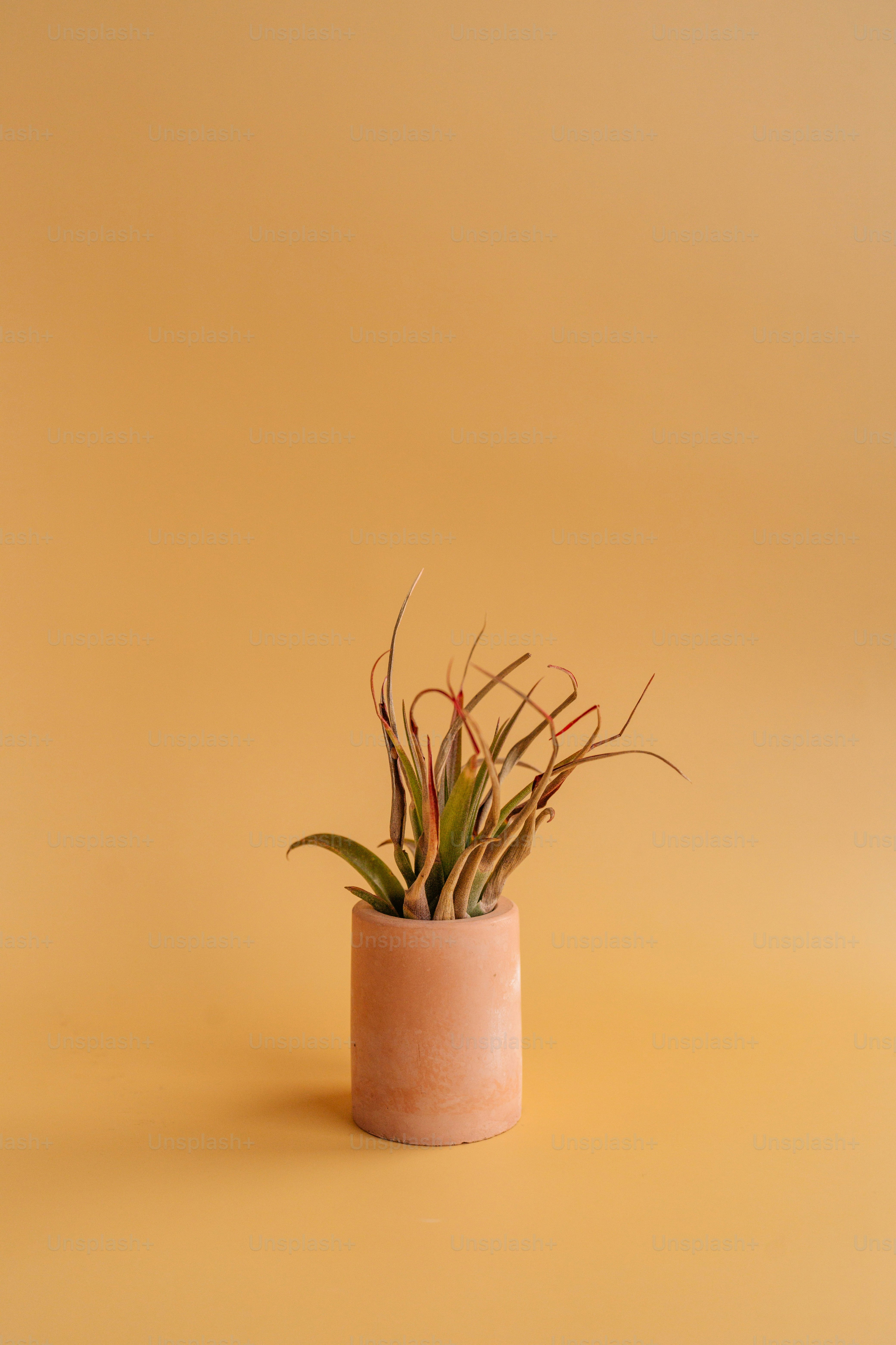 a plant in a pot