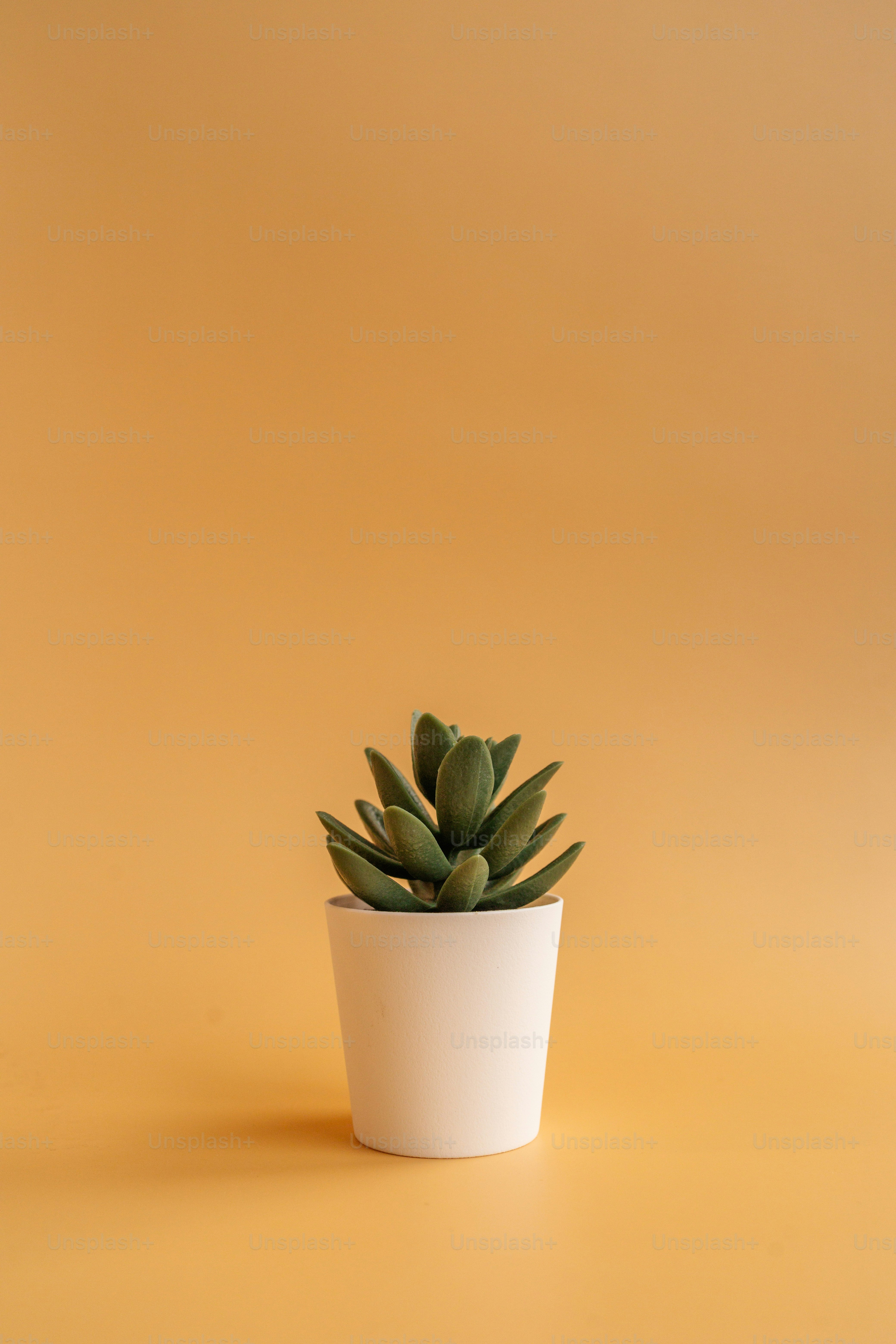 鉢植え