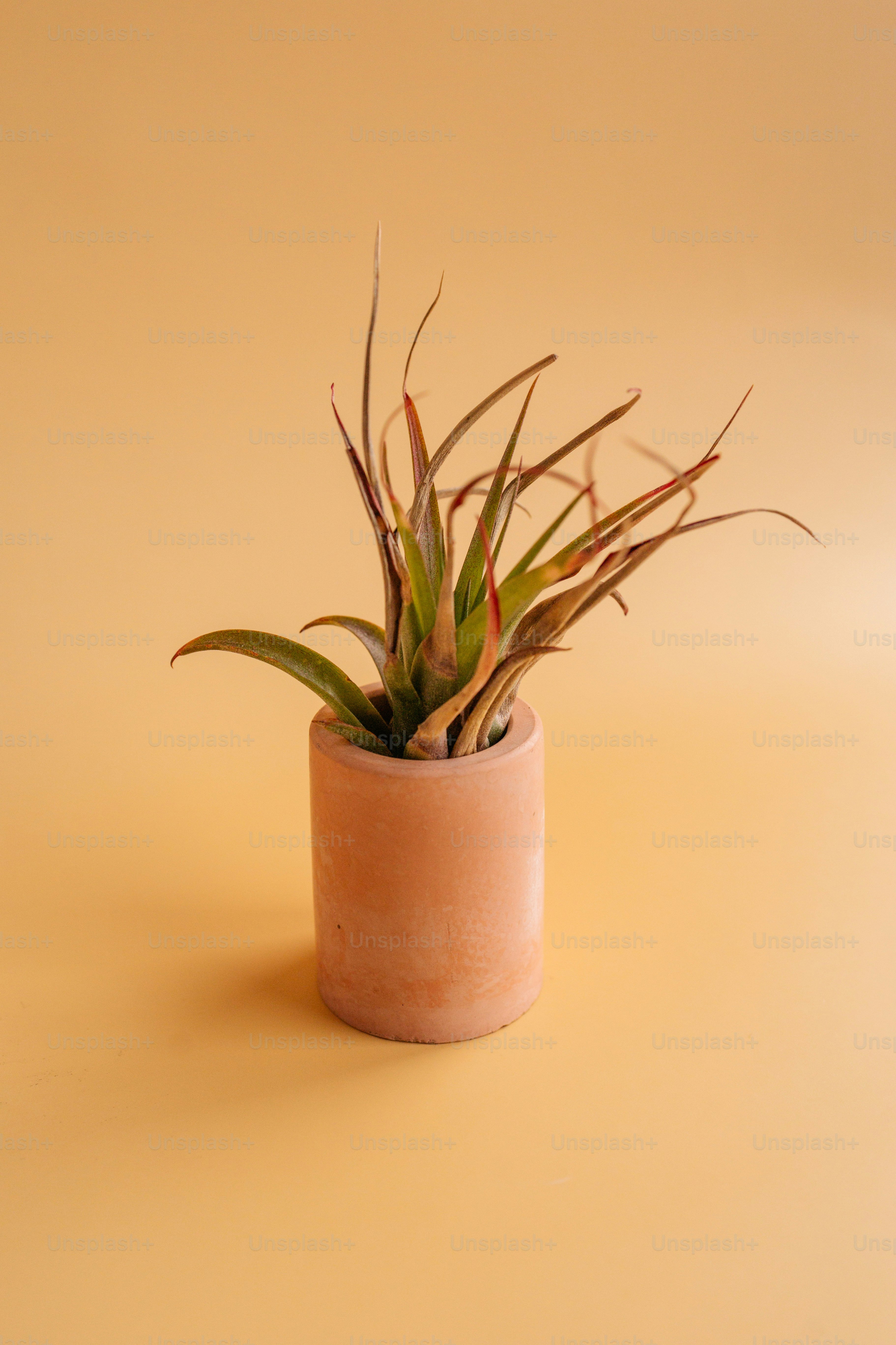 a plant in a pot