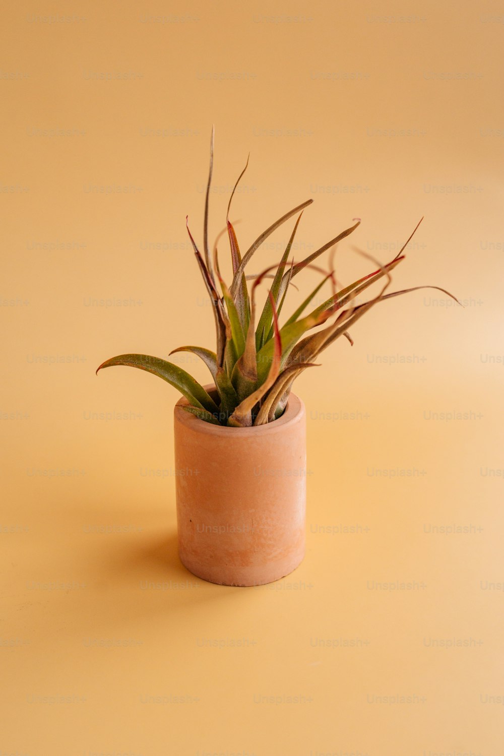 uma planta em um vaso