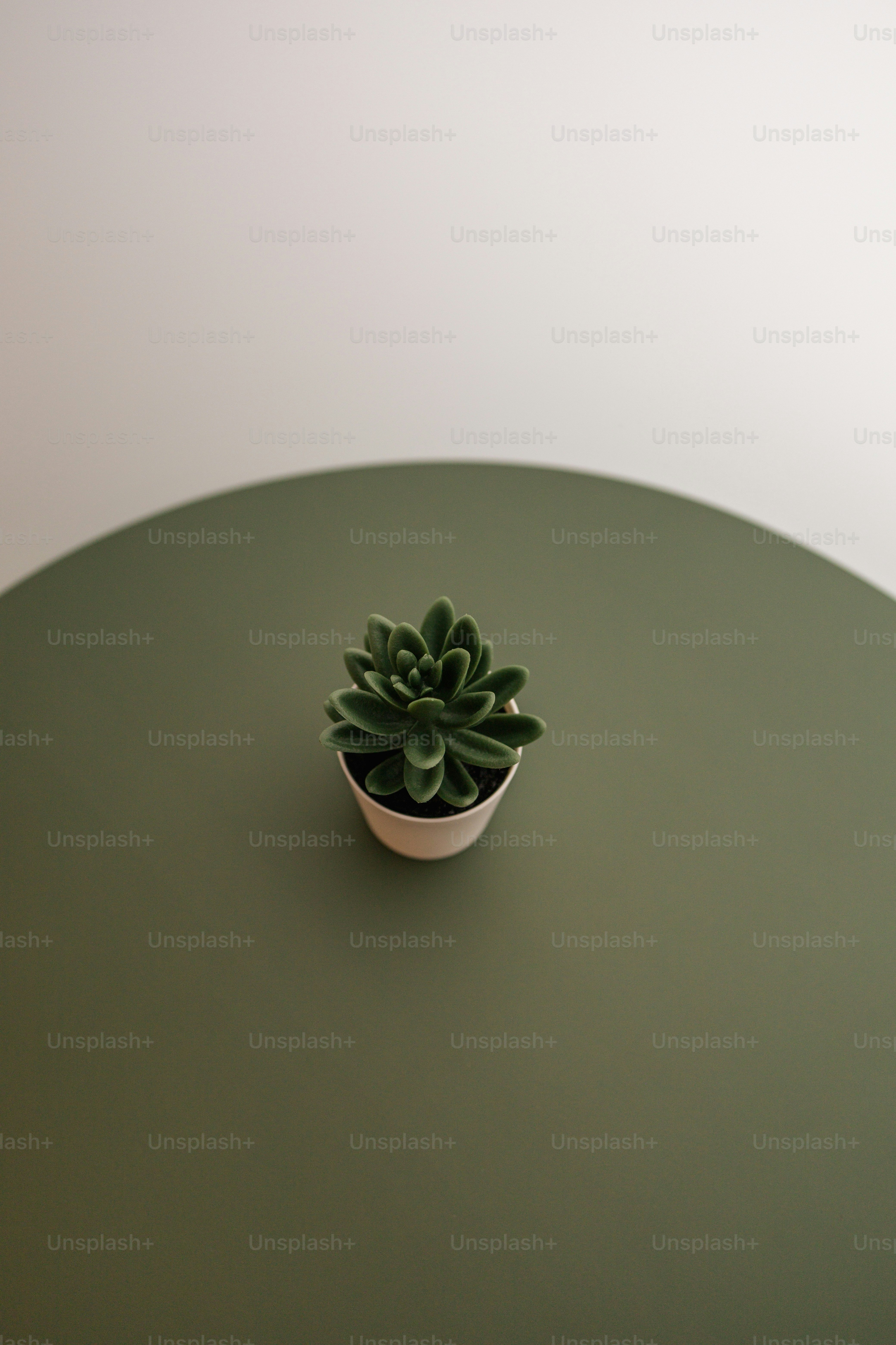 a small cactus in a pot