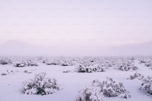 a snowy landscape with bushes and trees