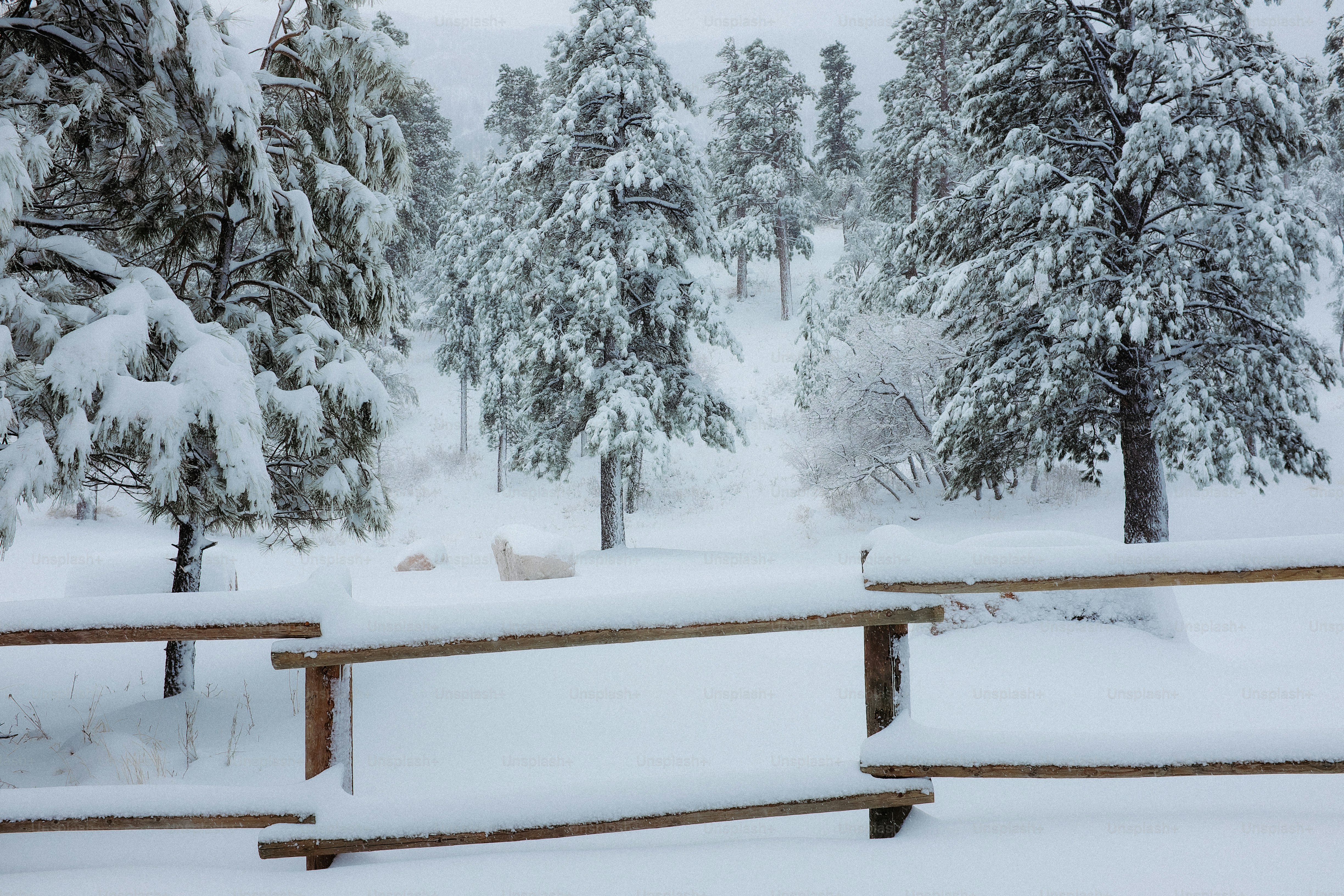 Ein verschneiter Park mit Bäumen