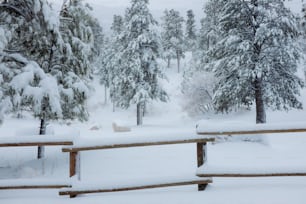 a snowy park with trees