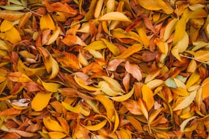 a pile of yellow leaves