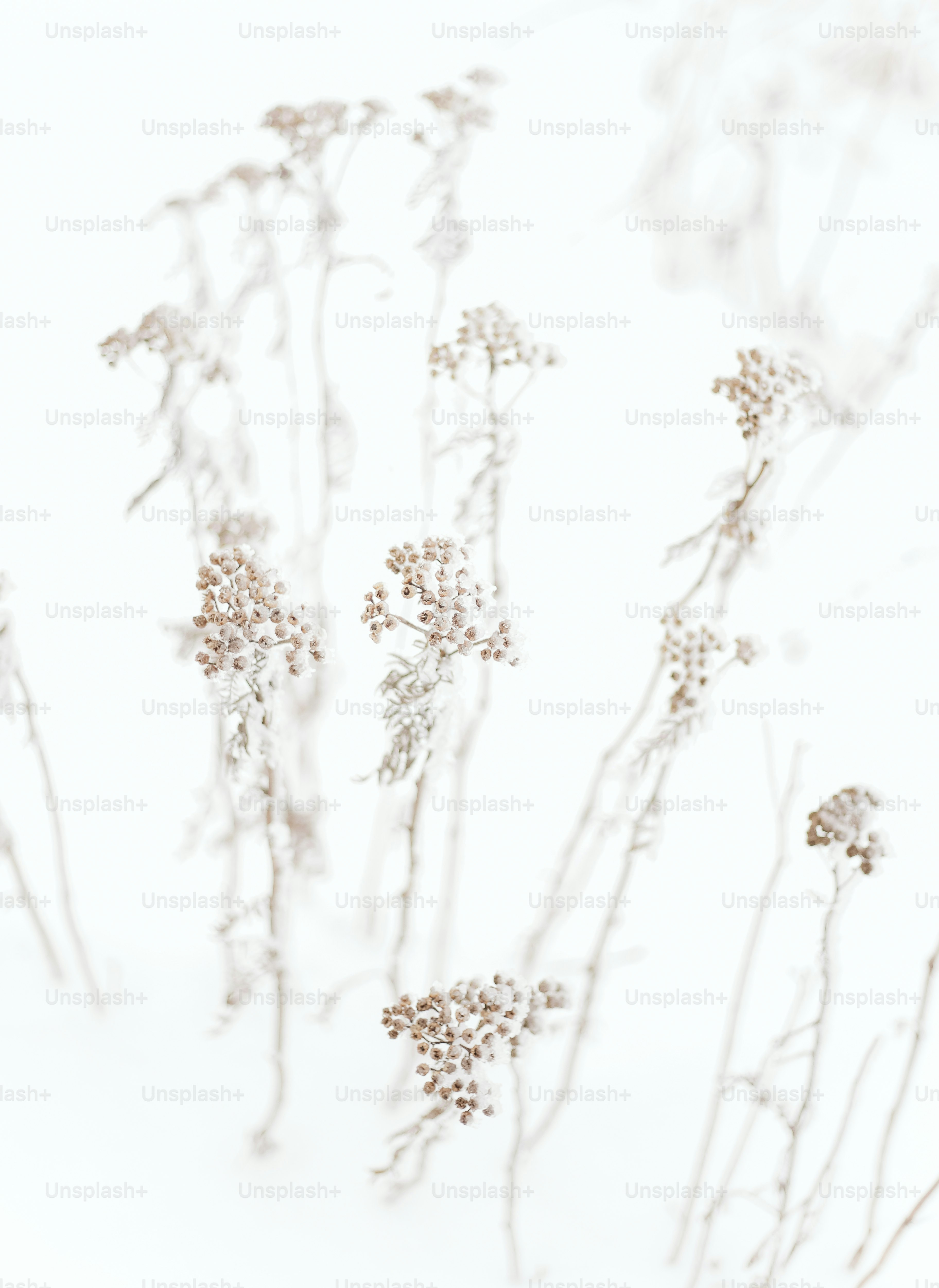 Nahaufnahme von etwas Frost