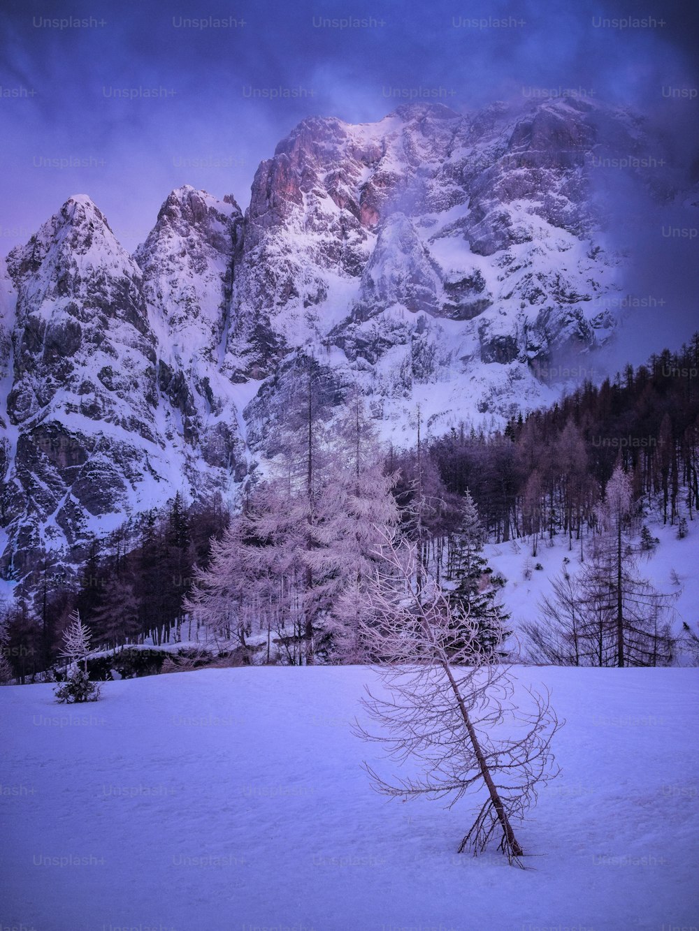 a snowy forest with trees