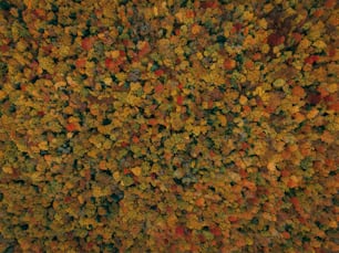 a large group of colorful leaves
