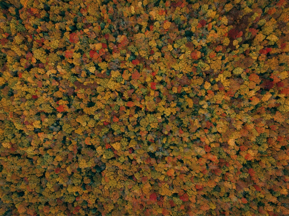 un grande gruppo di foglie colorate