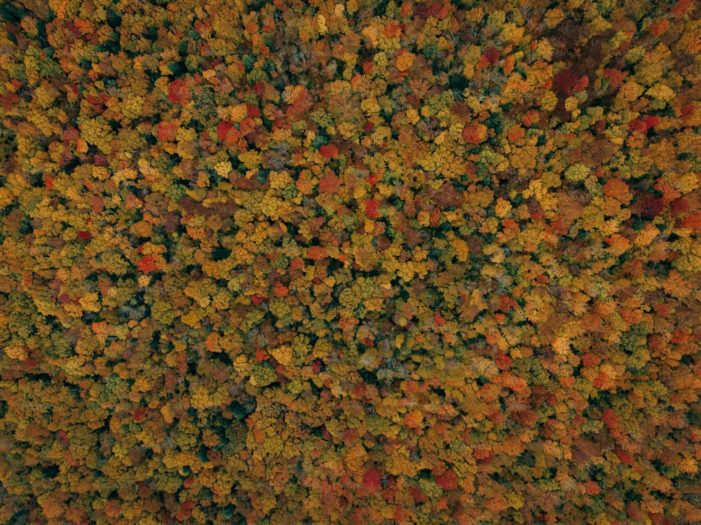 a large group of colorful leaves