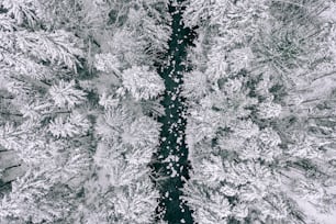 um grupo de árvores cobertas de neve