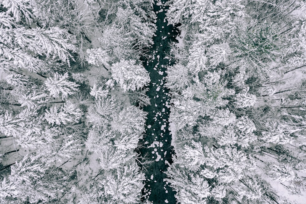 a group of trees covered in snow