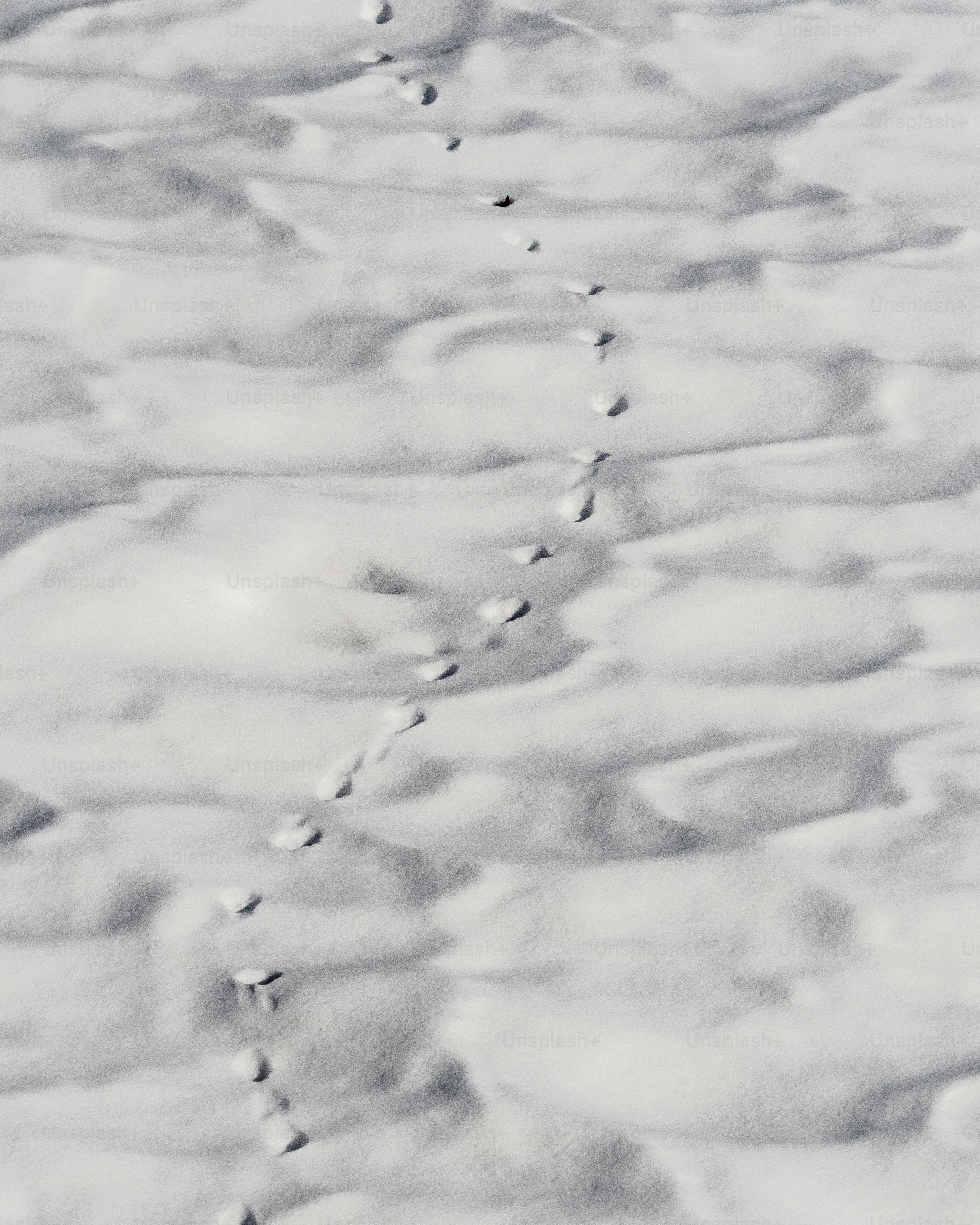 un grande gruppo di uccelli che volano