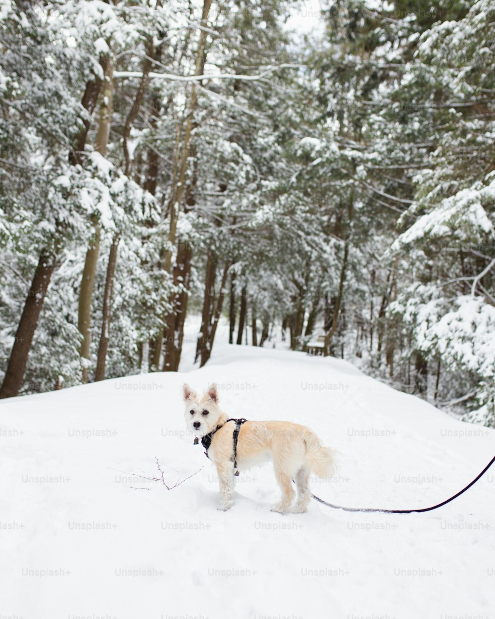 a dog on a leash in the snow