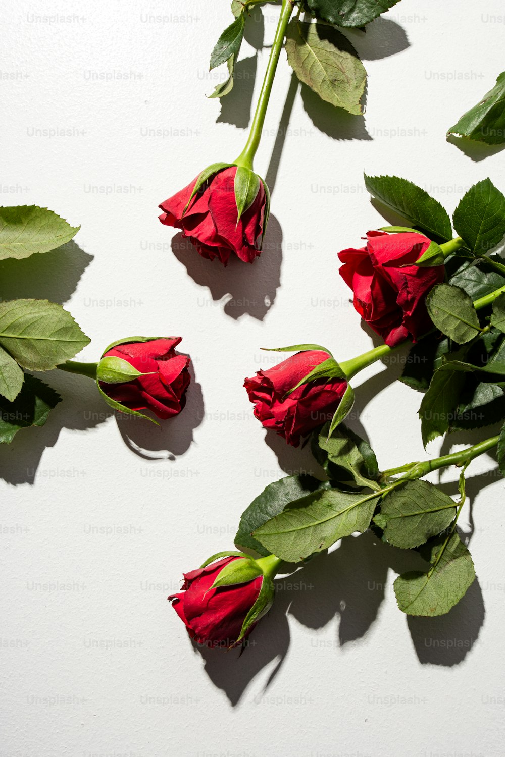 a group of red roses