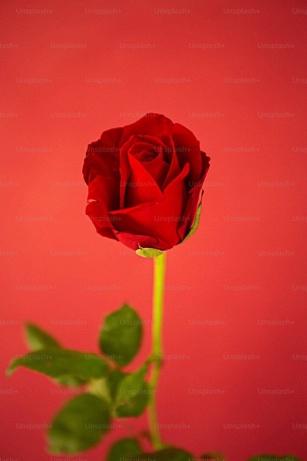 una rosa roja con hojas verdes