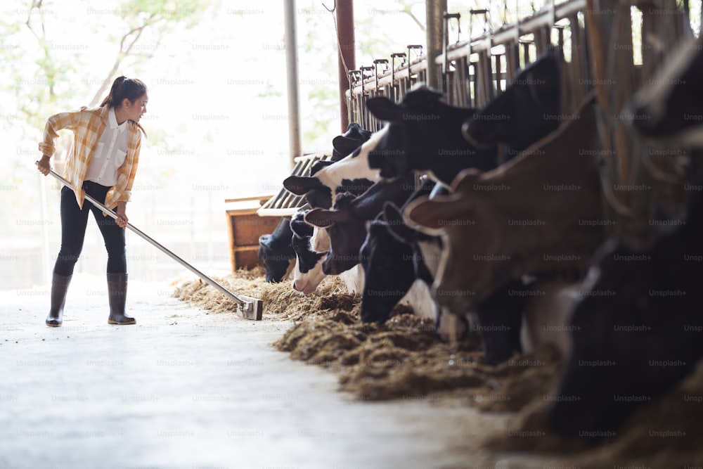 A mulher agricultora está alimentando as vacas. Vaca comendo grama