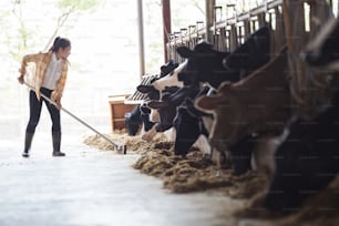 농부 여자가 소들에게 먹이를 주고 있다. 풀을 먹는 소