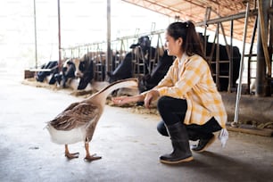 farmer asian business owner She is talking to goose