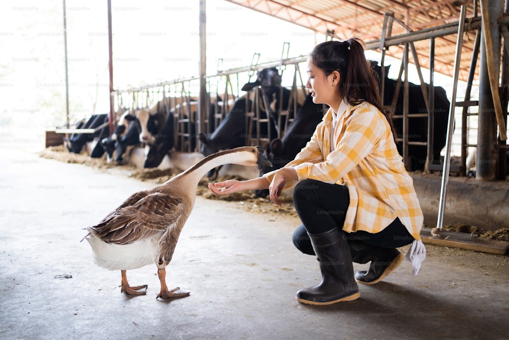agricultor asiático empresário Ela está falando com ganso