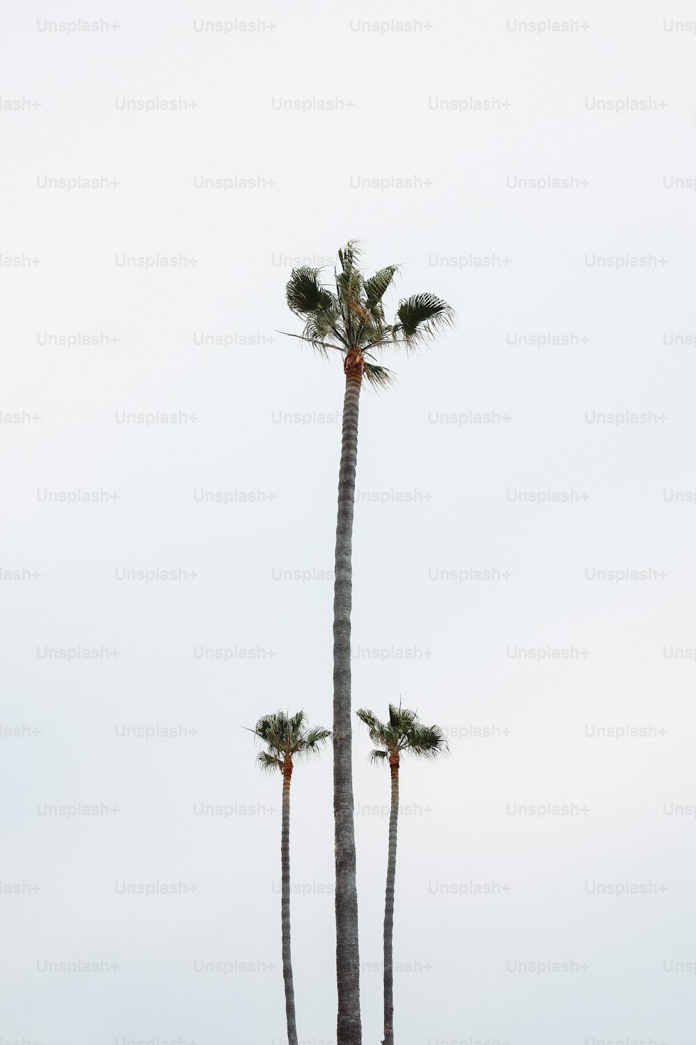 un groupe de palmiers