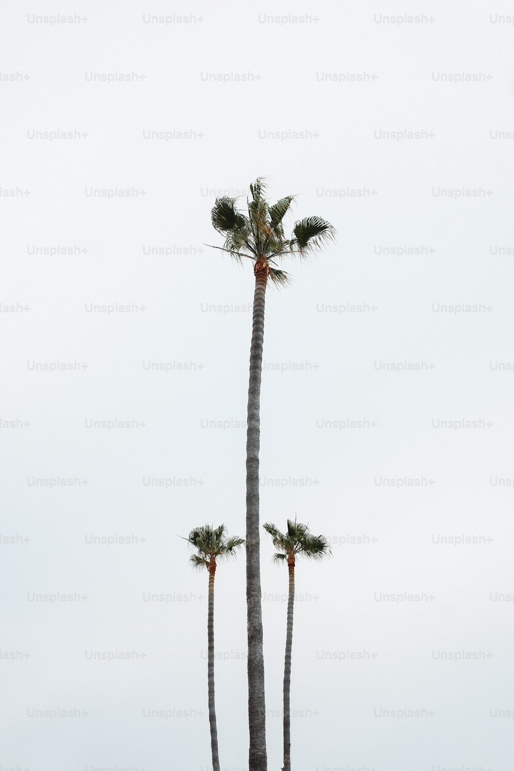 a group of palm trees