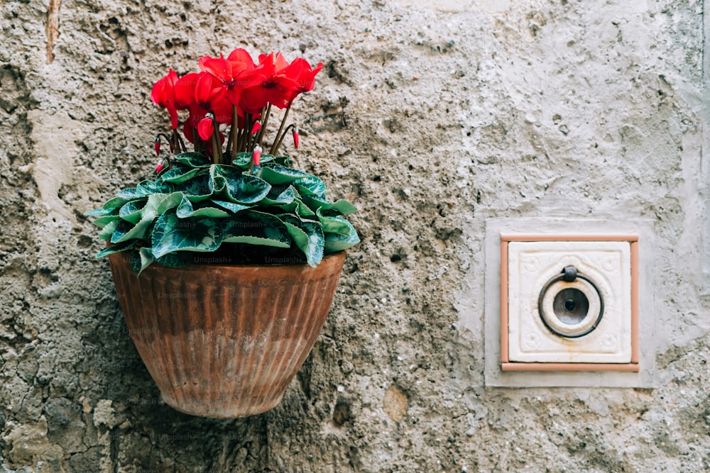 a pot of red flowers