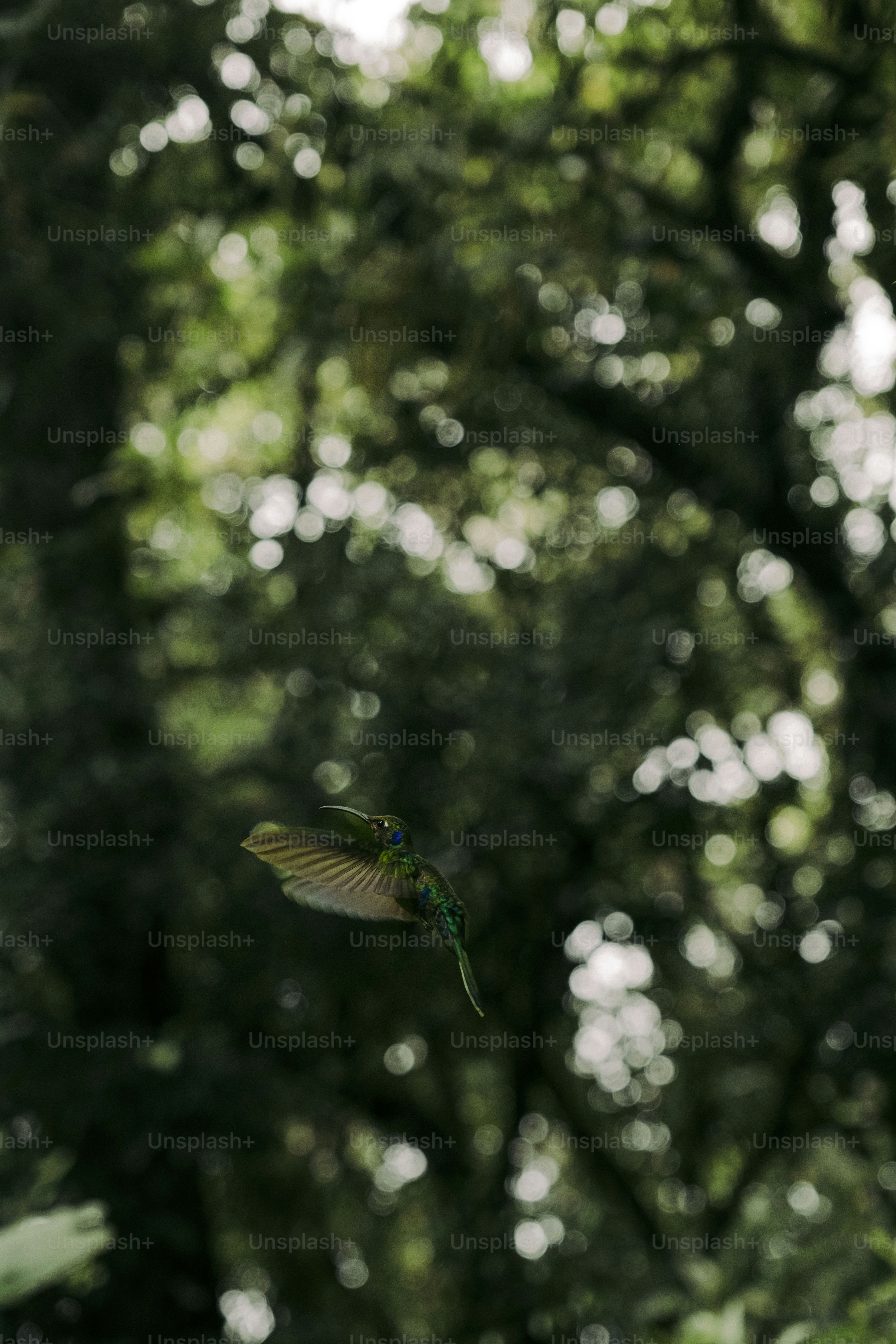 a butterfly on a flower