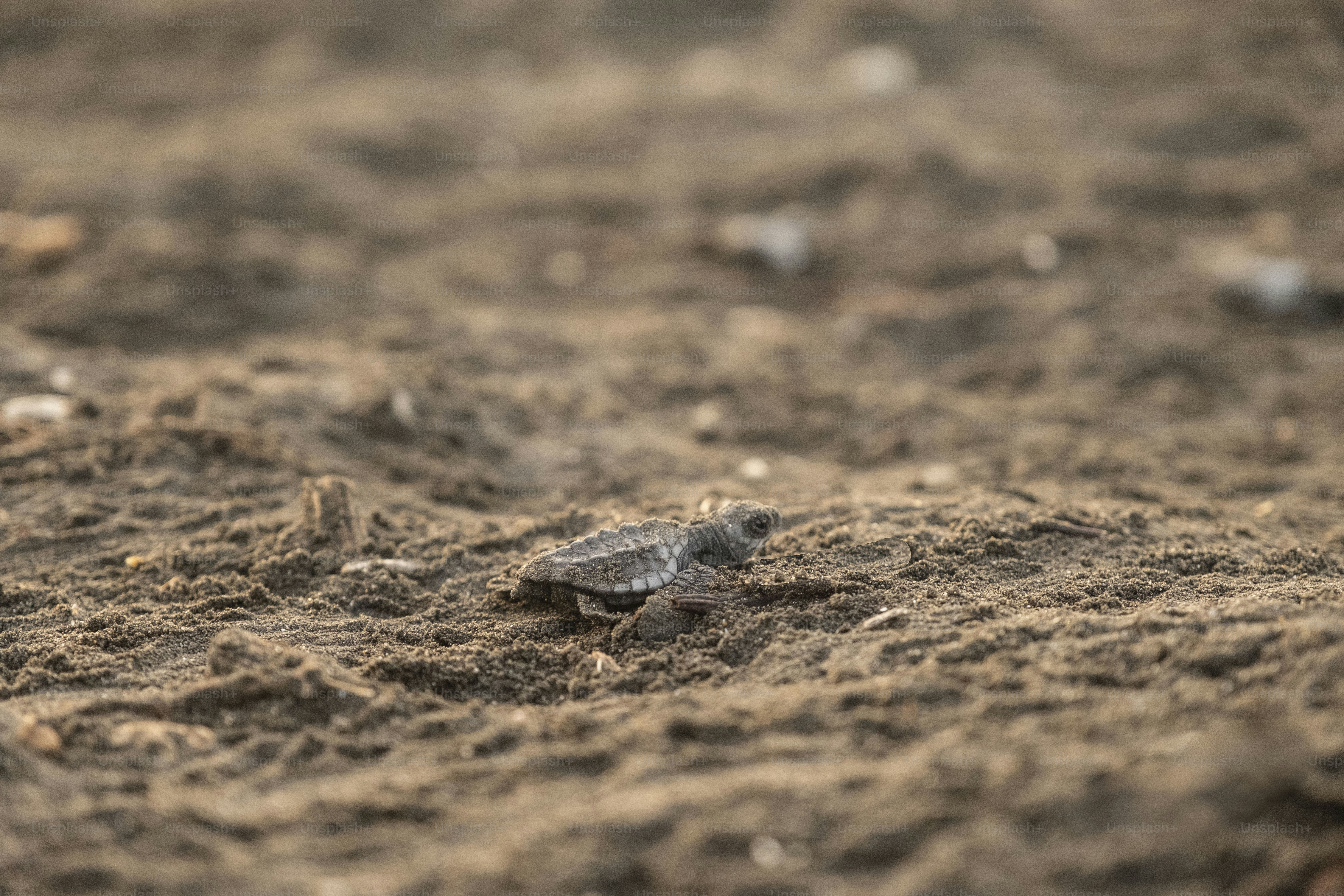 a small lizard on the ground