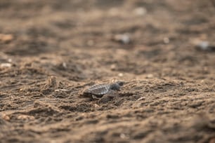 Un pequeño lagarto en el suelo