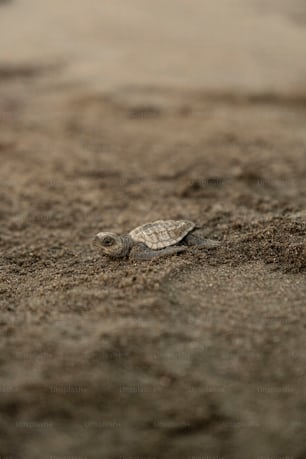 a small turtle on the ground