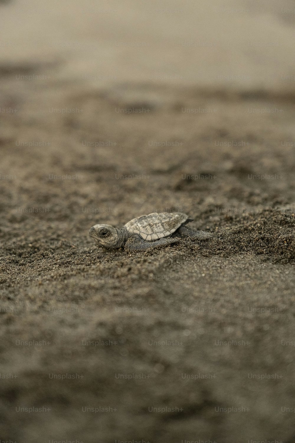 Eine kleine Schildkröte auf dem Boden
