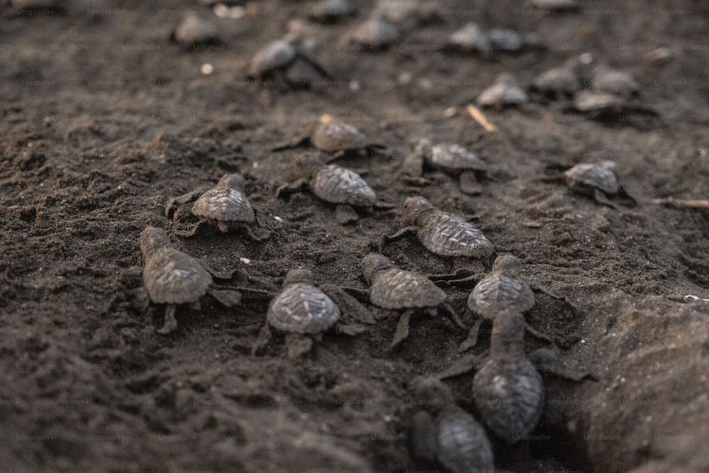 Eine Gruppe von Schildkröten auf dem Boden