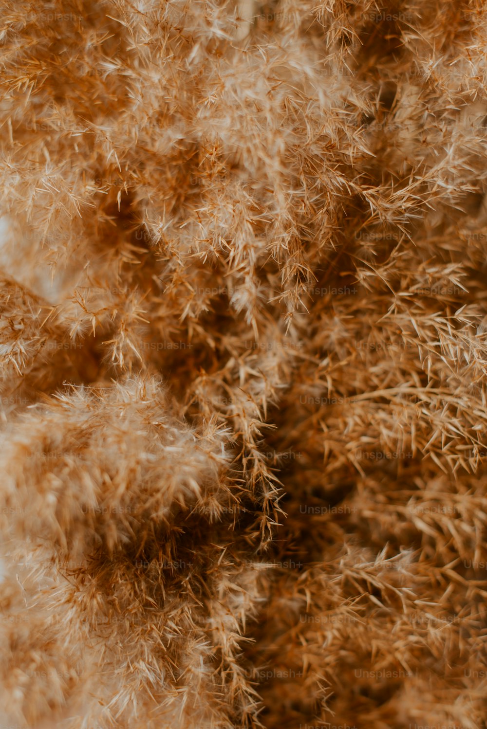a close up of a fur