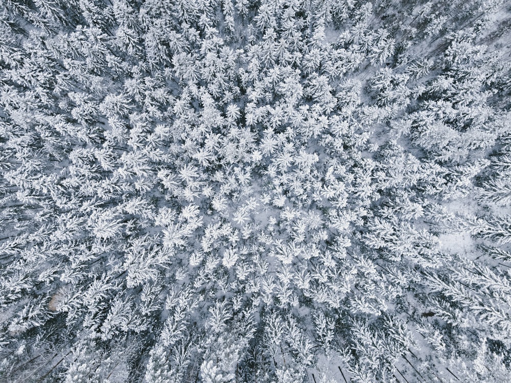 雪に覆われた地面のクローズアップ