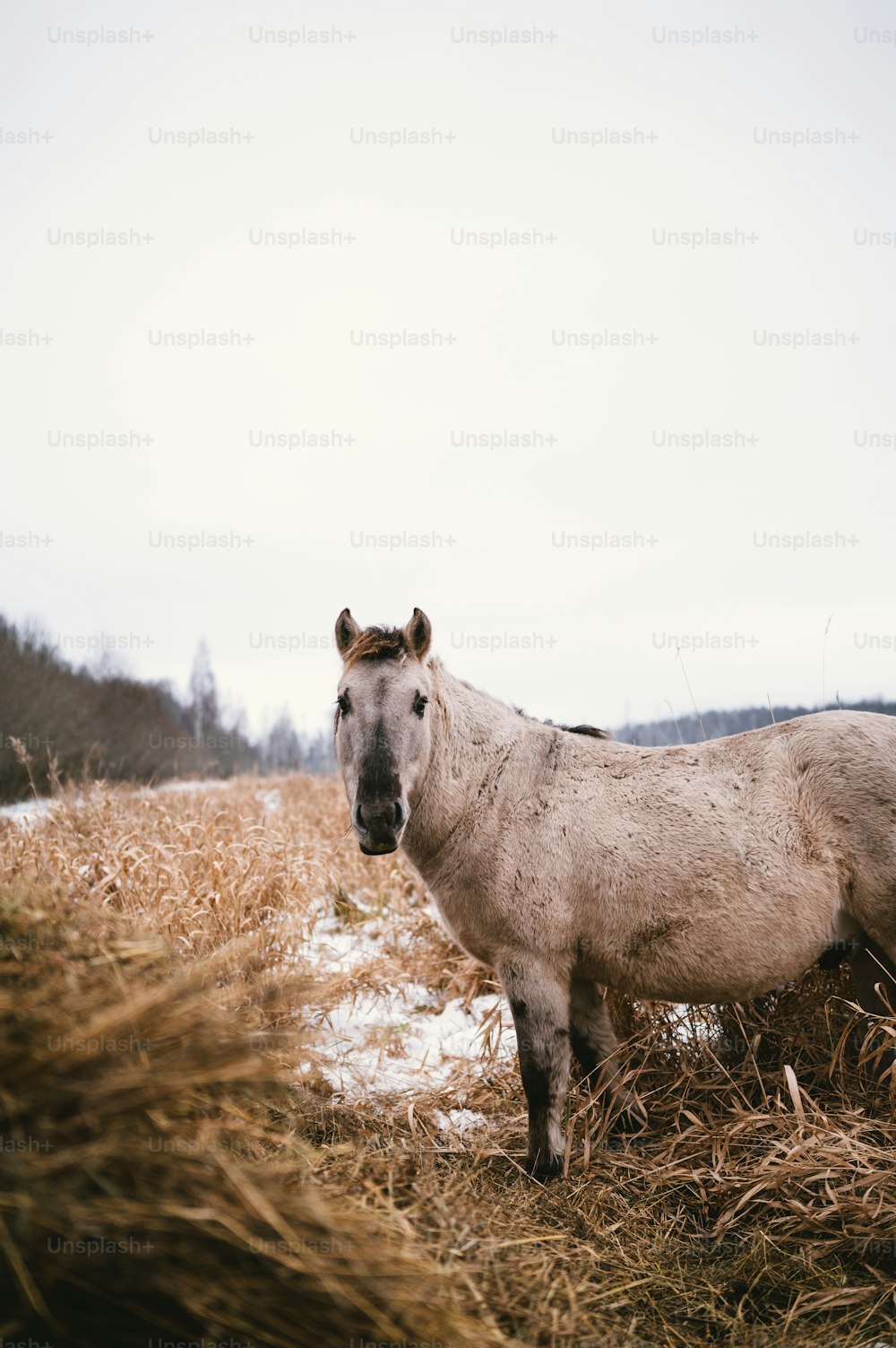 a horse standing in a field